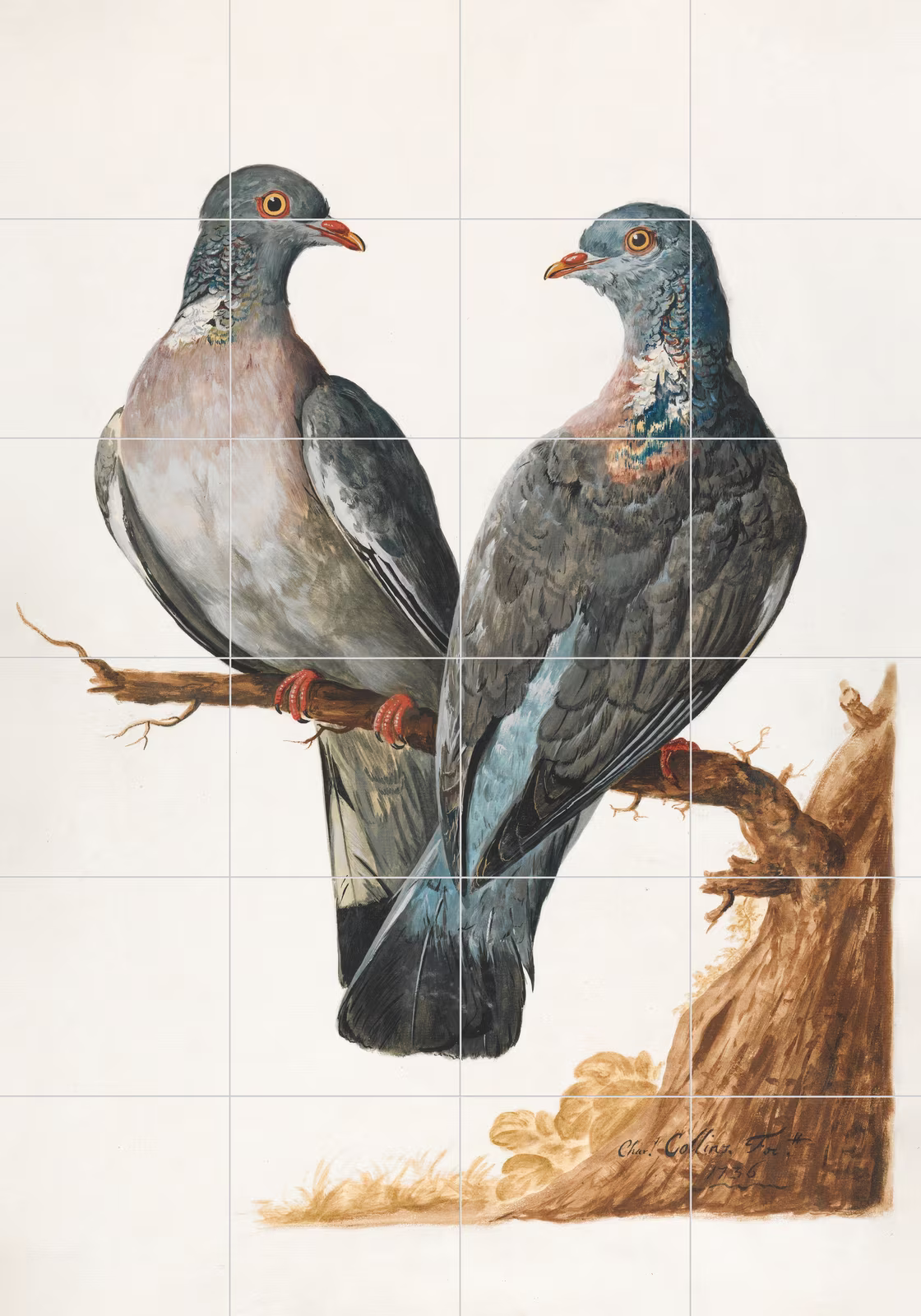 Ceramic tile mural of Two Wood Pigeons, vintage bird illustration by Charles Collins
