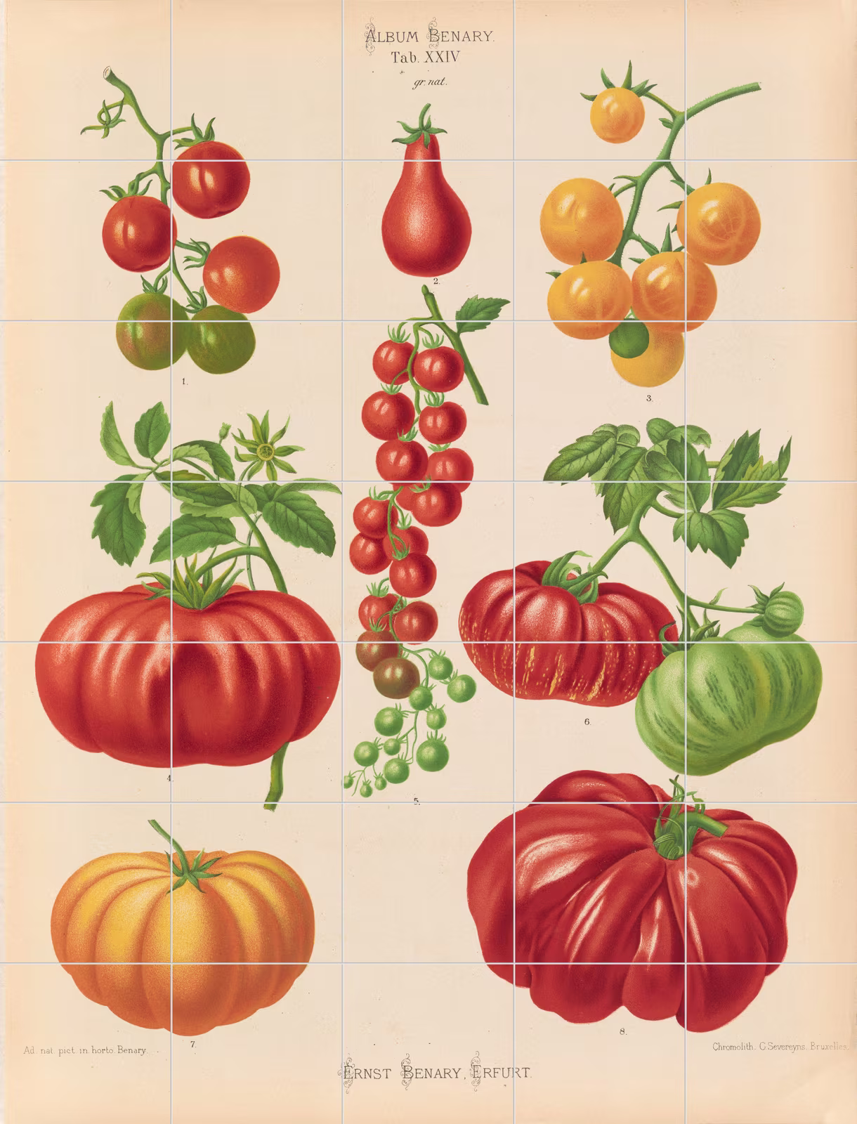 Ceramic tile mural of Tomatoes, or Love-Apples from Album Benary by Ernst Benary
