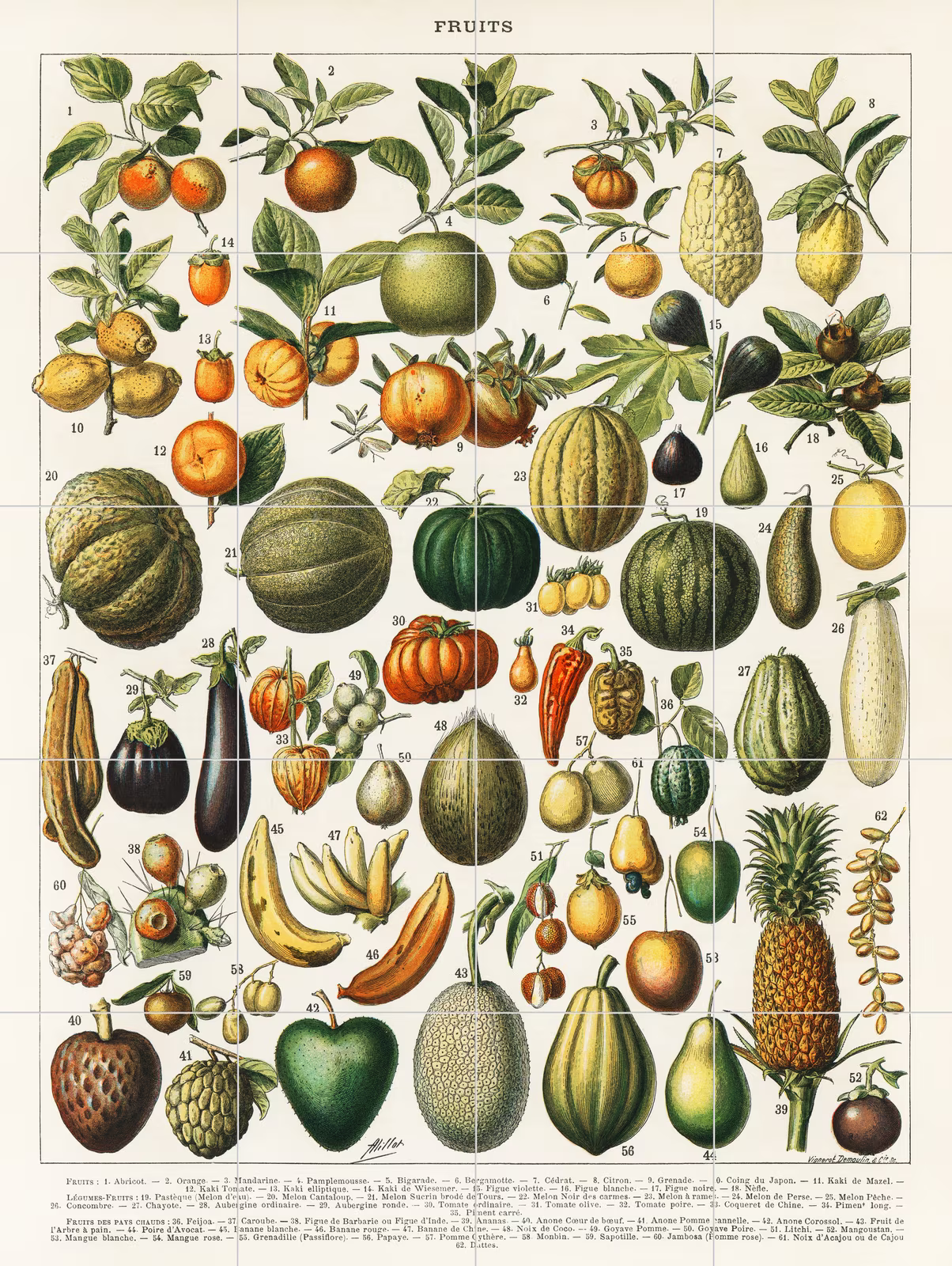 Ceramic tile mural of A vintage illustration of a wide variety of fruits and vegetables from the book, Nouveau Larousse.