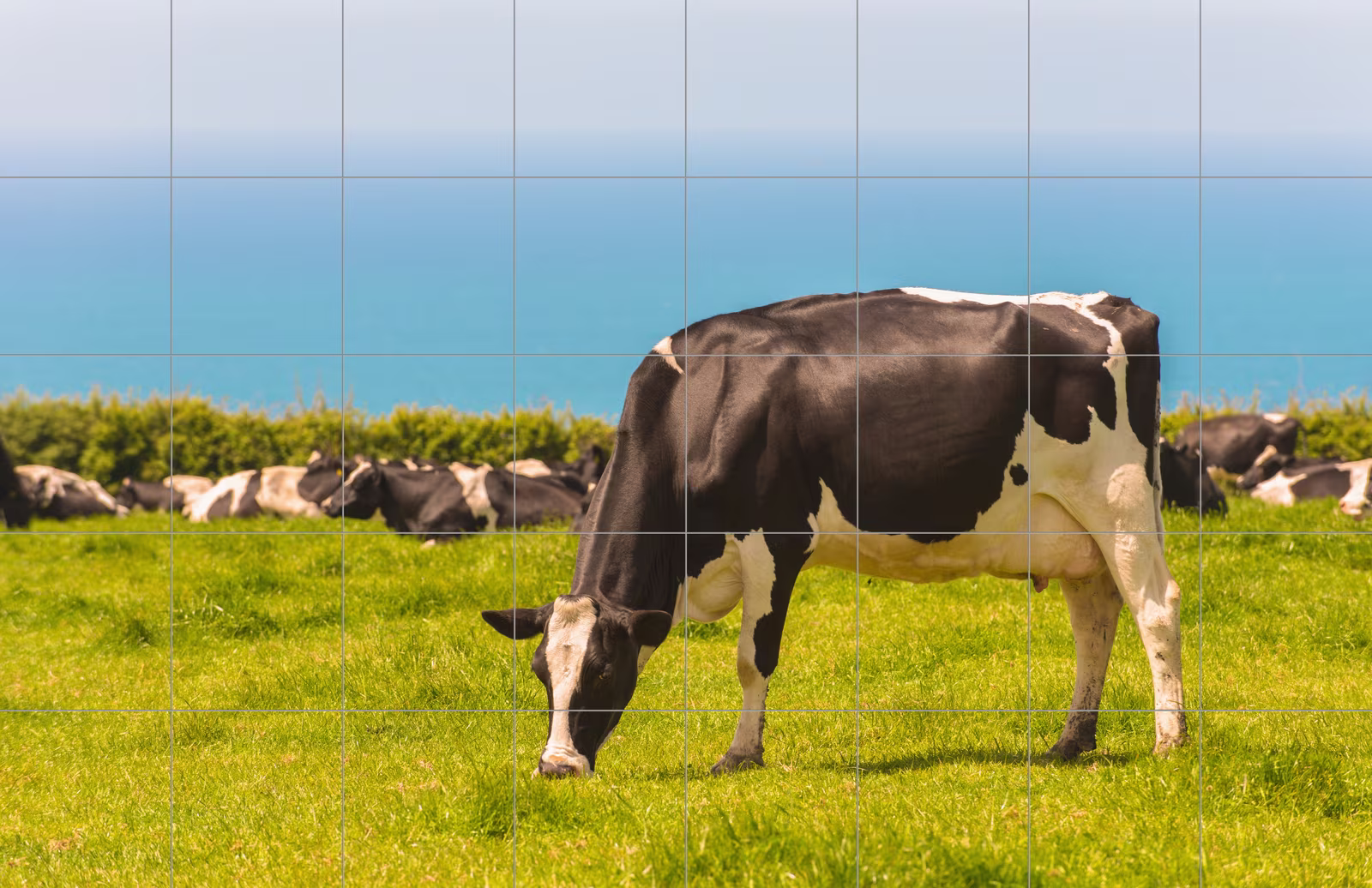 Ceramic tile mural of Dairy Cow Grazing by the Coast