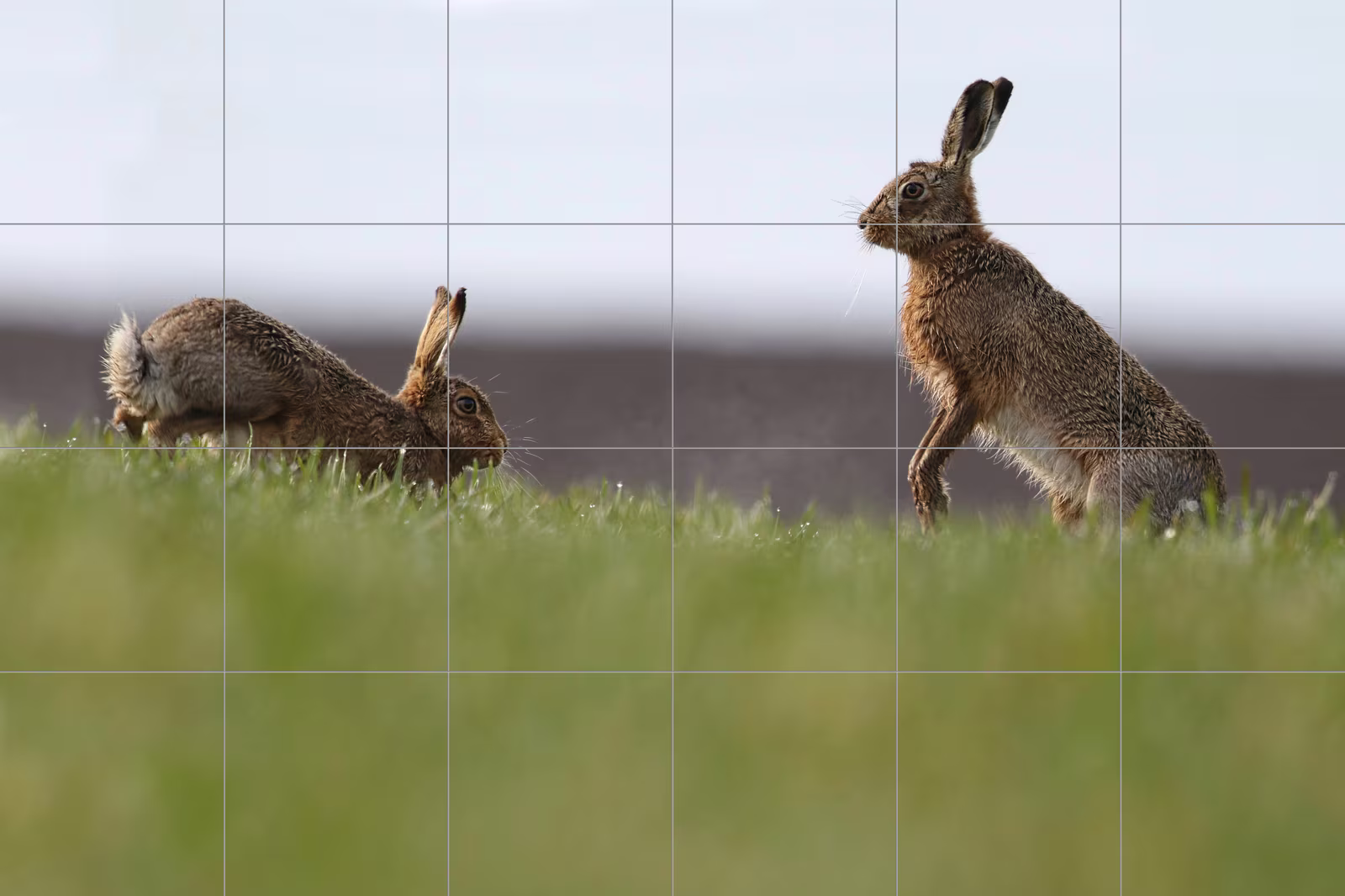 Ceramic tile mural of Hares in the Meadow