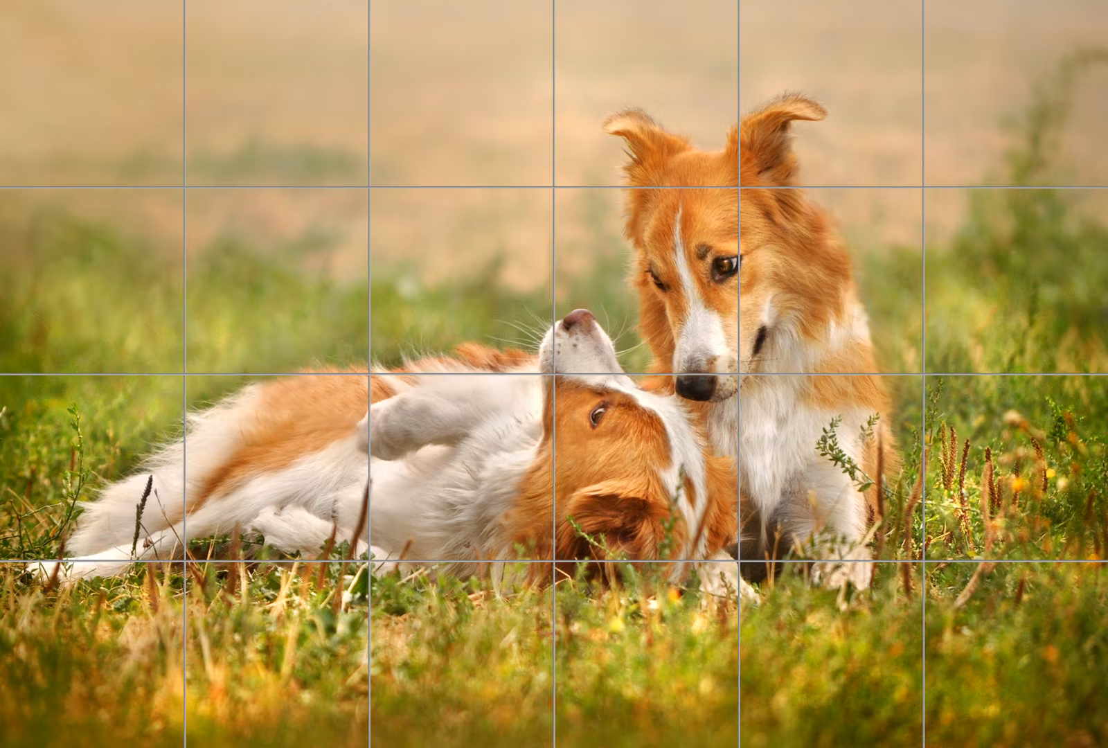 Ceramic tile mural of Border Collies Resting in Grass