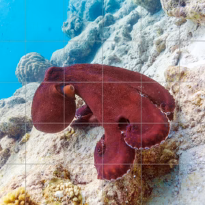 Ceramic tile mural of Underwater Octopus on Coral