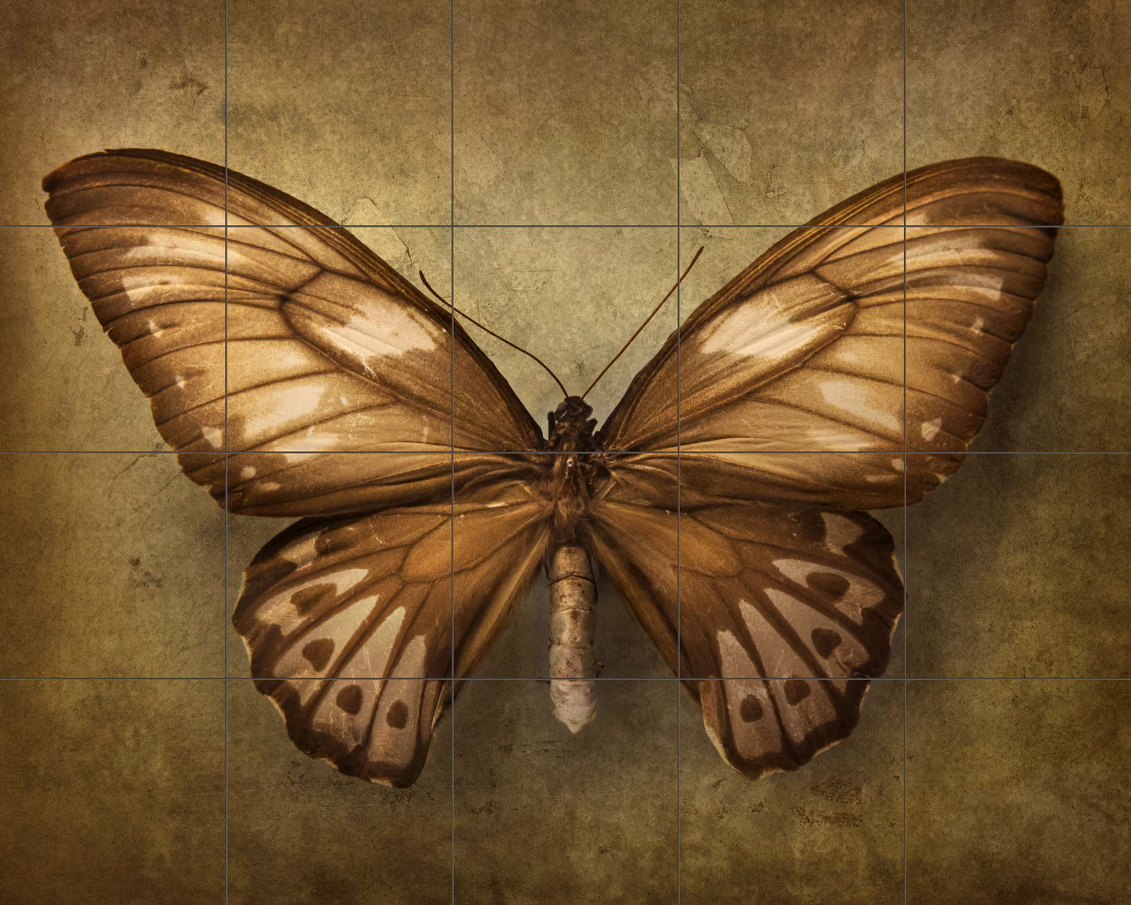 Ceramic tile mural of Vintage Butterfly Specimen Illustration