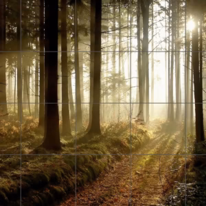 Sunbeams Through Misty Forest tile mural