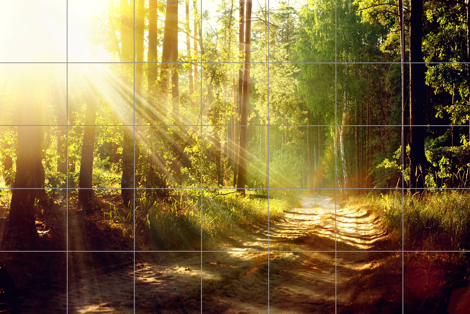 Ceramic tile mural of Sunbeams on Forest Path