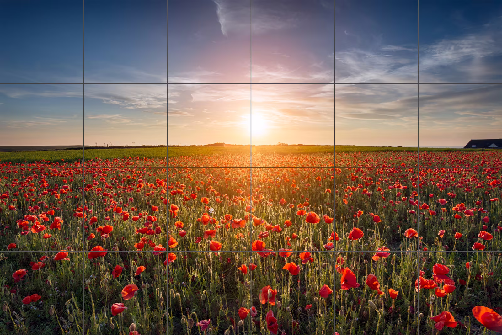 Ceramic tile mural of Red Poppy Field at Sunrise