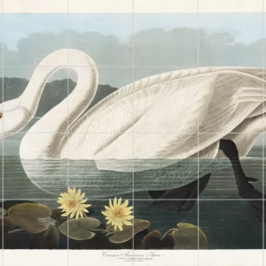 Ceramic tile mural of Common American Swan from Birds of America by John James Audubon
