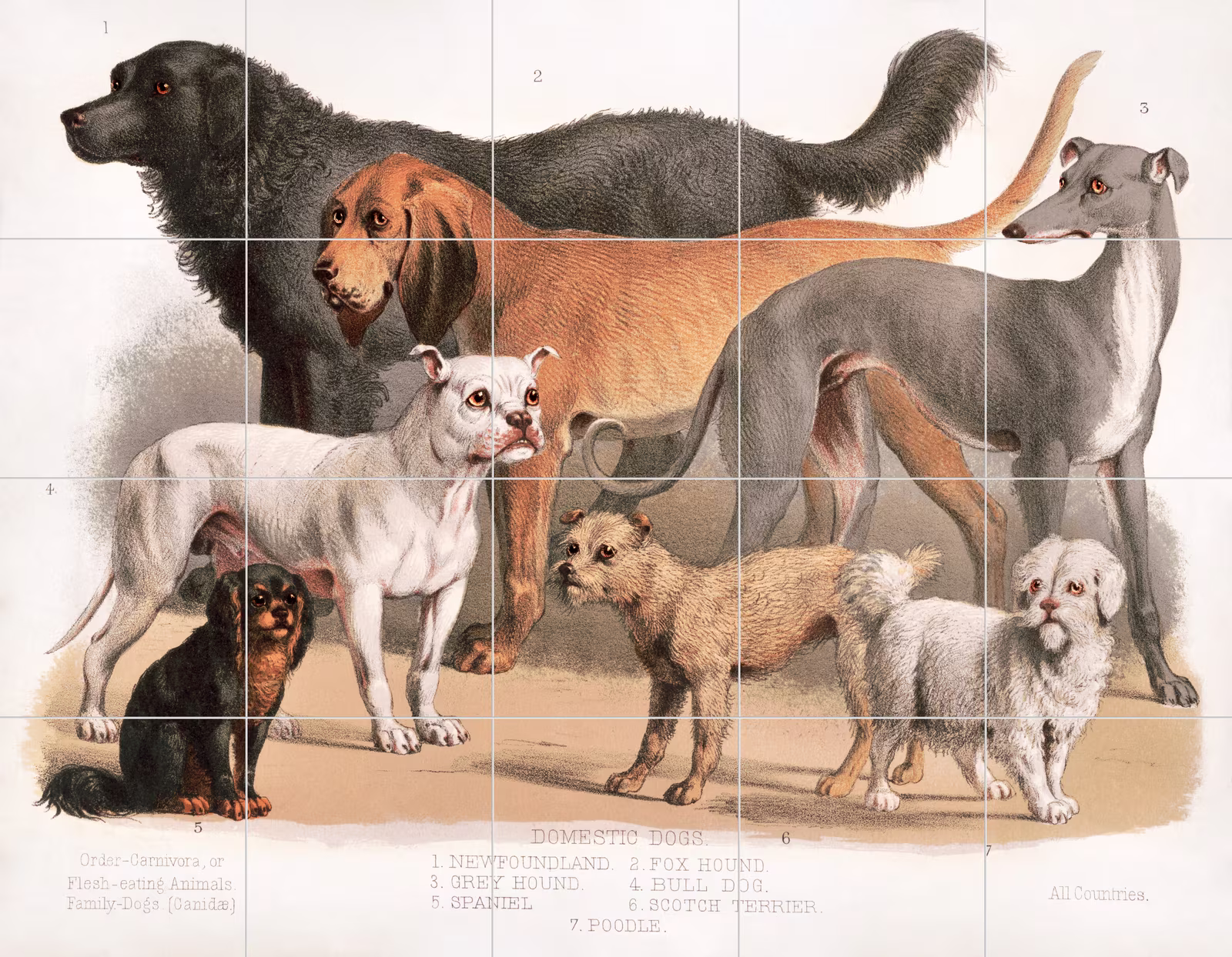 Ceramic tile mural of Carnivora